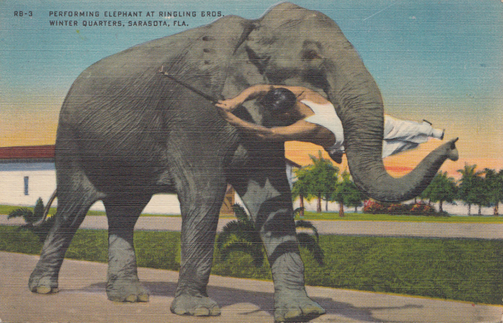 An essay on elephant